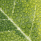 Water drops on leaves logo