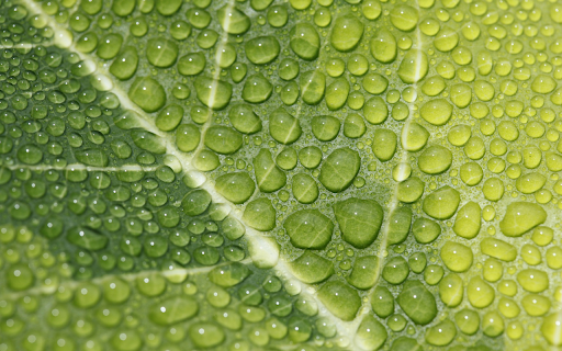 Water drops on leaves screenshot 1