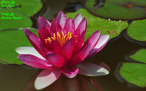 Water Flower screenshot 1