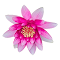 water lily logo