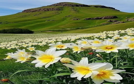 Water Lily Field Wallpaper screenshot 1