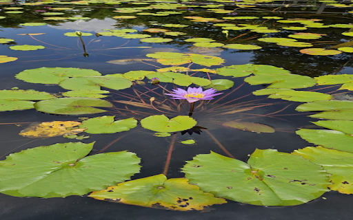 Water lily in lotus pond wallpaper screenshot 1