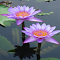 Water lily wallpaper logo