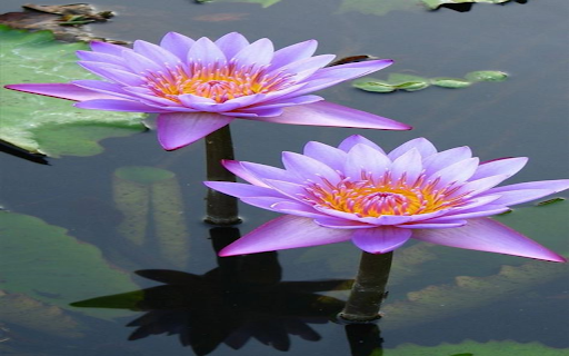 Water lily wallpaper screenshot 1