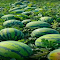 Watermelon garden wallpaper logo