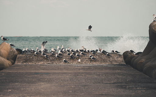 Wave Crushing near Seagulls on Shore screenshot 1