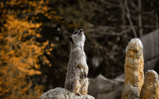 Weasels howl screenshot 1