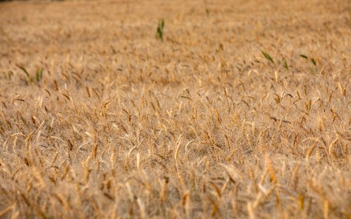Wheat and Beard screenshot 1