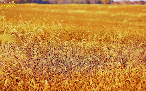 Wheat Fields screenshot 1