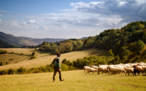 When the sheep went up the mountain screenshot 1