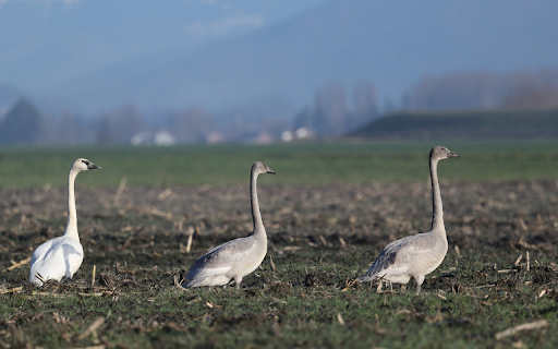 white and gray swans screenshot 1