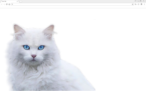 White Angora Cat Theme screenshot 1