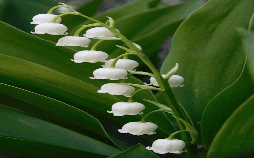 white bell flower wallpaper screenshot 1