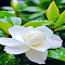 white camellia wallpaper logo