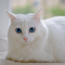 white cat with blue eyes logo