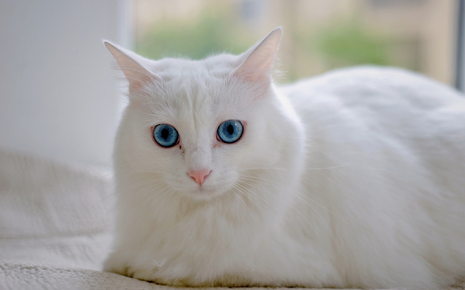 white cat with blue eyes screenshot 1
