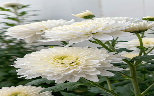 White chrysanthemum wallpaper screenshot 1