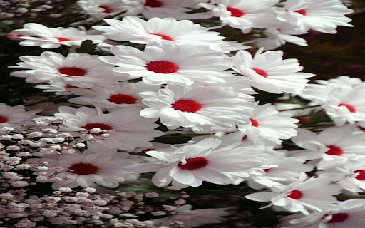 White daisy red heart wallpaper screenshot 1