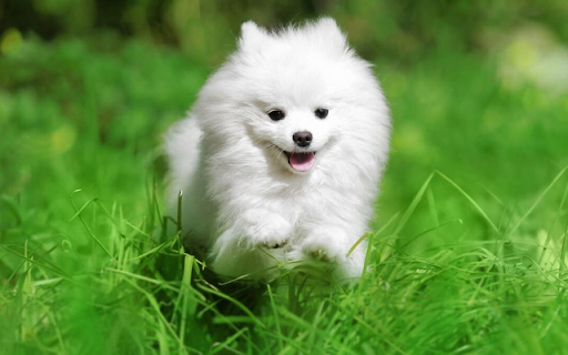 White Dog: A Symbol of Purity and Loyalty screenshot 1