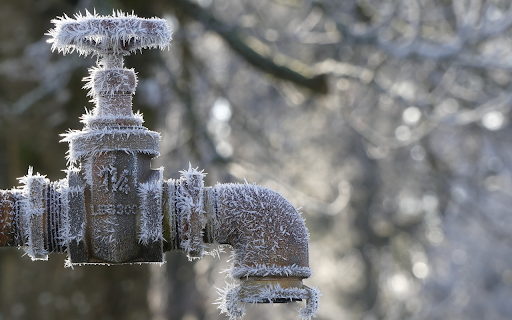 White dog with heart spots screenshot 1