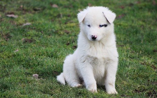 White dog with heart spots screenshot 1