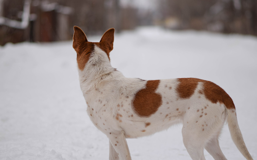 White dog with yellow spots screenshot 1