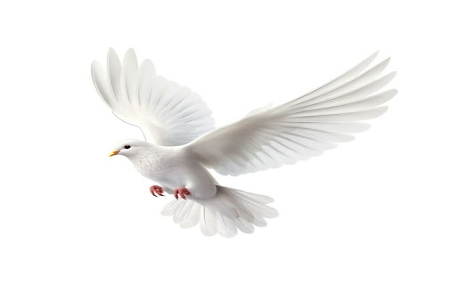 white dove wallpaper screenshot 1