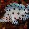 White fish with black polka dots logo