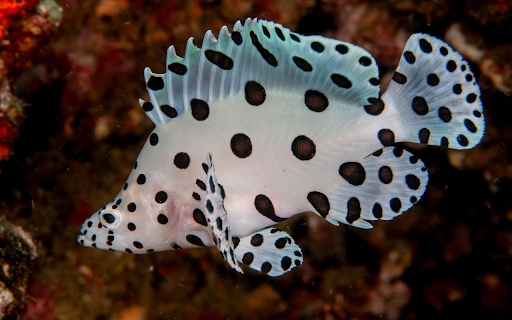 White fish with black polka dots screenshot 1