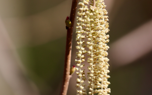 White Flower Chain screenshot 1