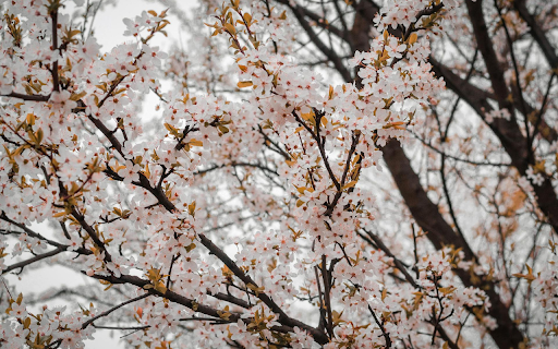 White flower garden screenshot 1