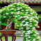 White Flower Waterfall Bonsai Wallpaper logo