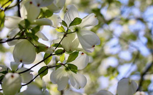 White Flowers in the Sun screenshot 1