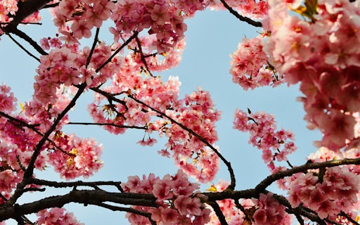 WHITE FLOWERS Theme screenshot 1