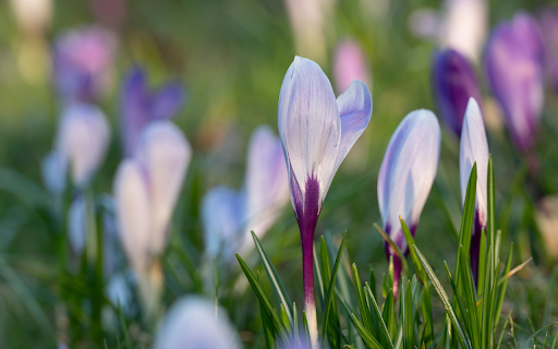 White Flowers with Purple Stems screenshot 1