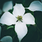 White four-petaled flowers logo