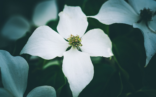 White four-petaled flowers screenshot 1