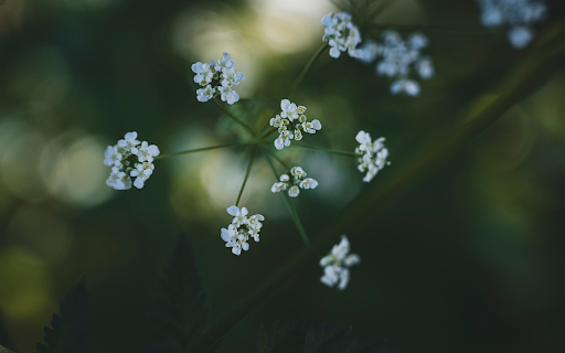 White grass flower branch screenshot 1