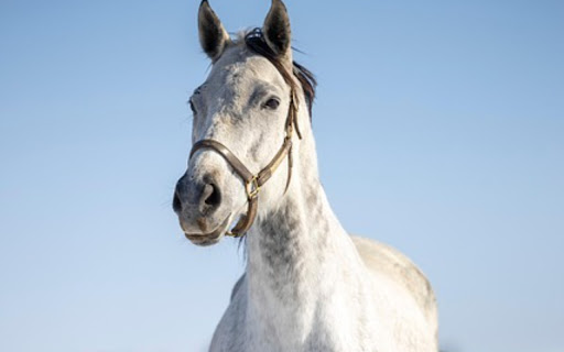 WHITE HORSE Theme screenshot 1