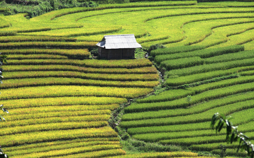 White house in the field screenshot 1