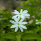 White Jasmine Wallpaper logo