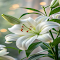 White lilies in full bloom Wallpaper logo