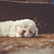White Little Dog Sleeping logo
