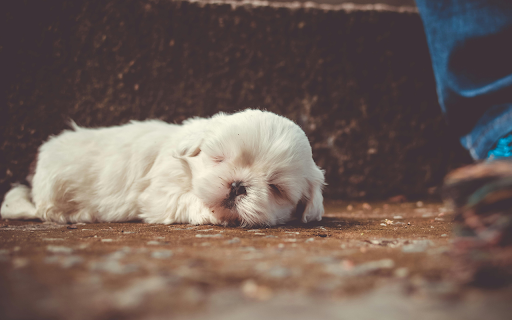 White Little Dog Sleeping screenshot 1