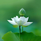 White lotus wallpaper logo