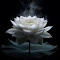 white lotus wallpaper logo