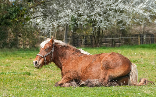 White Mane Horse screenshot 1