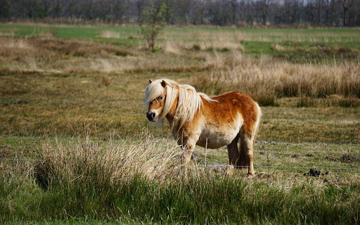 White-maned horse screenshot 1