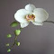 white orchid wallpaper logo