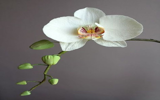 white orchid wallpaper screenshot 1